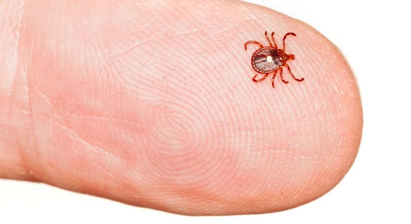 Kullancscsípés okozott halálos húsallergiát