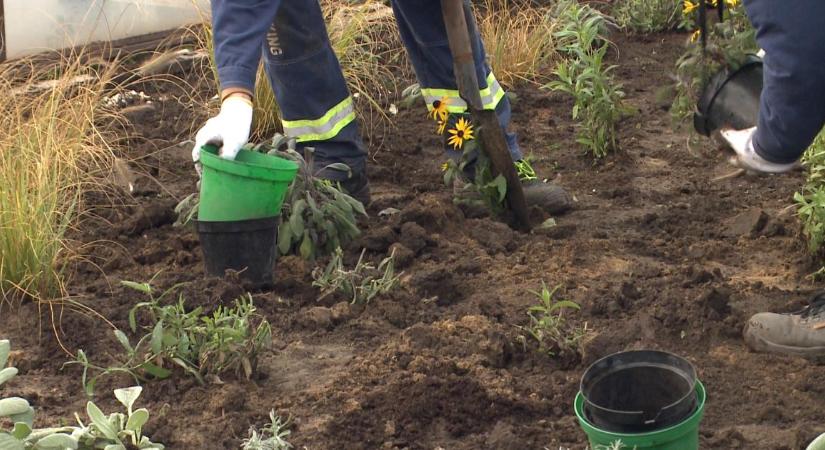 Ősszel is dolgoznak azon, hogy virágos és zöld legyen Debrecen – videóval