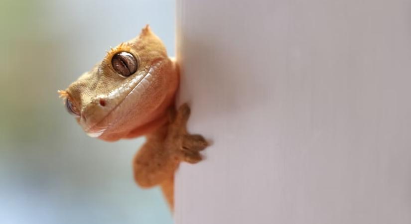 A hüllők „pisikristályai” megmenthetik az emberiséget? – Avagy mit tanulhatunk a szakállas agáma vécézéséből