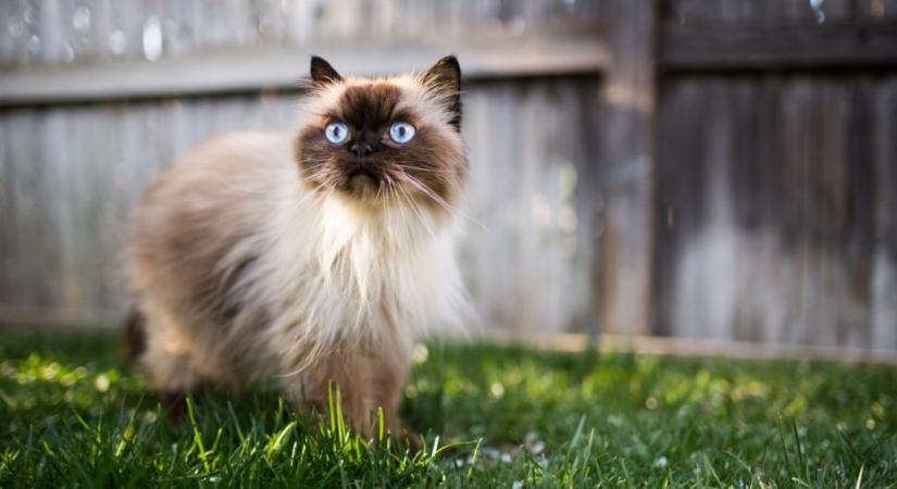 5 érdekesség a himalája macskáról