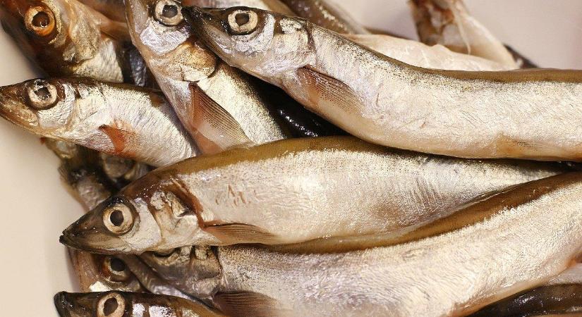 MA-HAL: stabil kínálat és árak várhatók a karácsonyi halpiacon – a tógazdaságok szerepe egyre fontosabb a vízgazdálkodásban