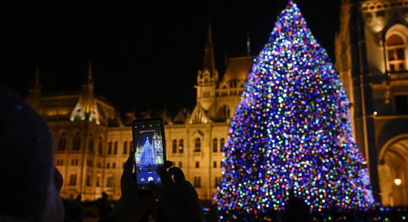A Nyírségből hozzák az ország karácsonyfáját