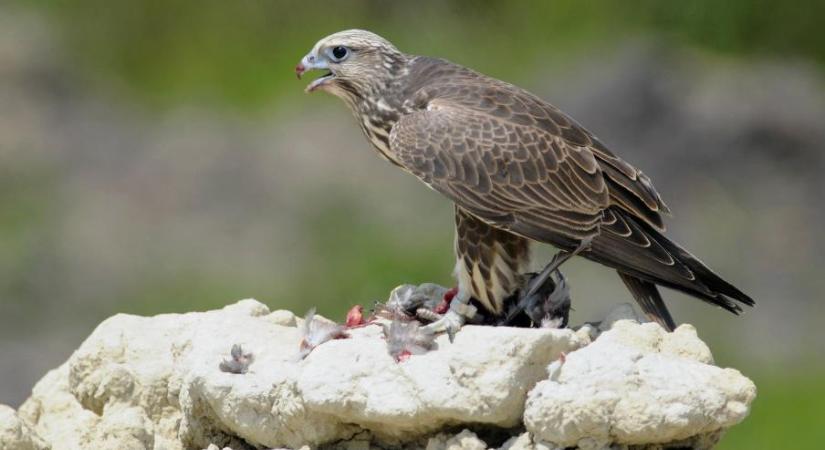 Tovább nőtt és már meghaladja a 200 párt a magyarországi kerecsensólyom-állomány