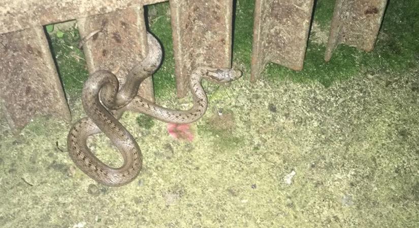 Mérges kígyó a Kisalföldön? Keresztes viperát videózhatott le olvasónk