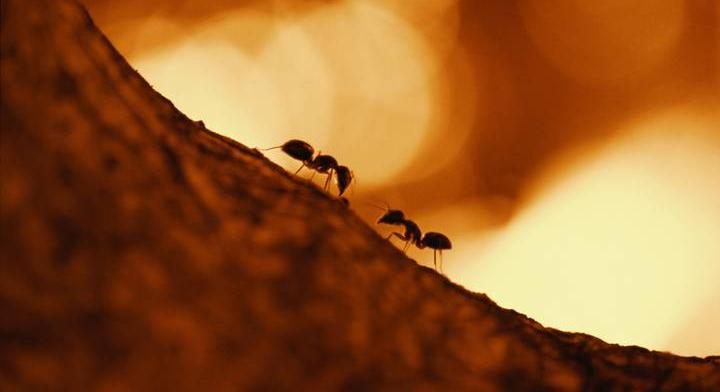 Veszélyes kártevő pusztít a szomszédban, nehéz védekezni ellene