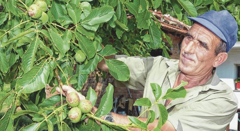 Pusztul a dió, de van megoldás, hogyan legyen bejgli