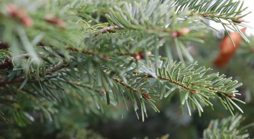 Jelentősen drágul a karácsonyfa, ilyen árakra számíthatunk idén