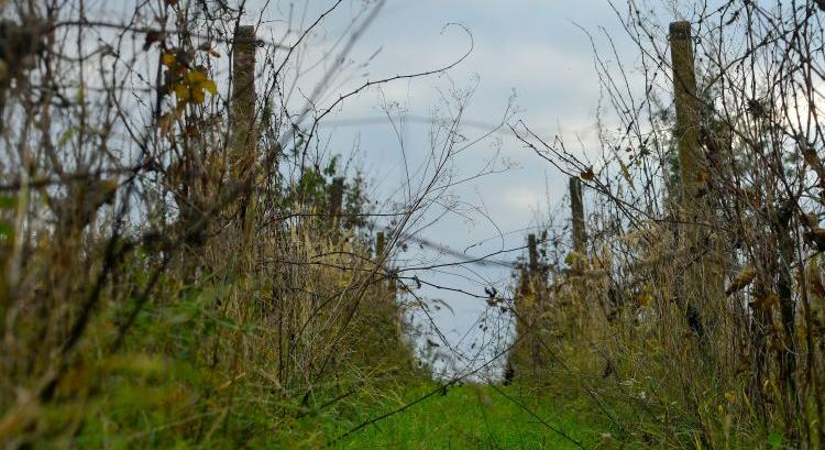 Szabadul a szőlő besorolású kiskertektől az állam