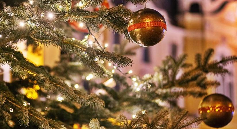 Elárulták: ez a fa lesz Magyarország karácsonyfája 2025-ben