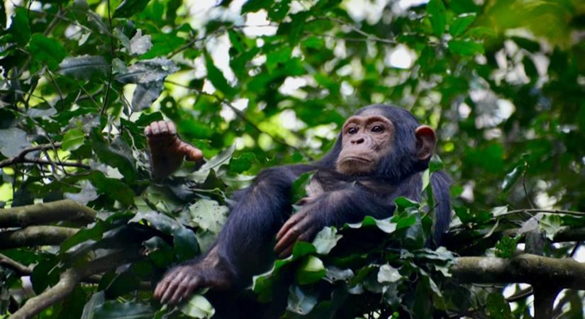 Részeg majmok a dzsungelben? – A tudomány szerint a csimpánzok tényleg iszogatnak