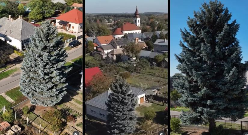 Nyírségi fenyőfa lesz az ország karácsonyfája (Videó!)