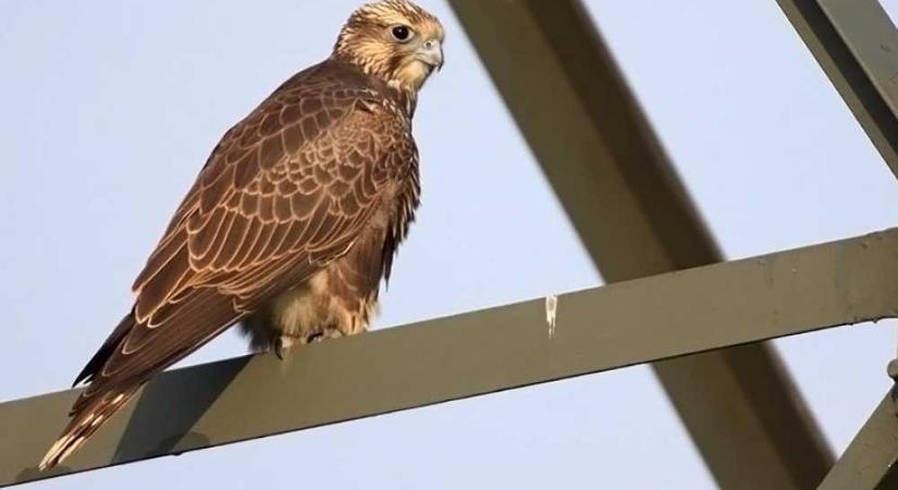 Úgy szaporodnak nálunk a kerecsensólymok, mint a nyulak