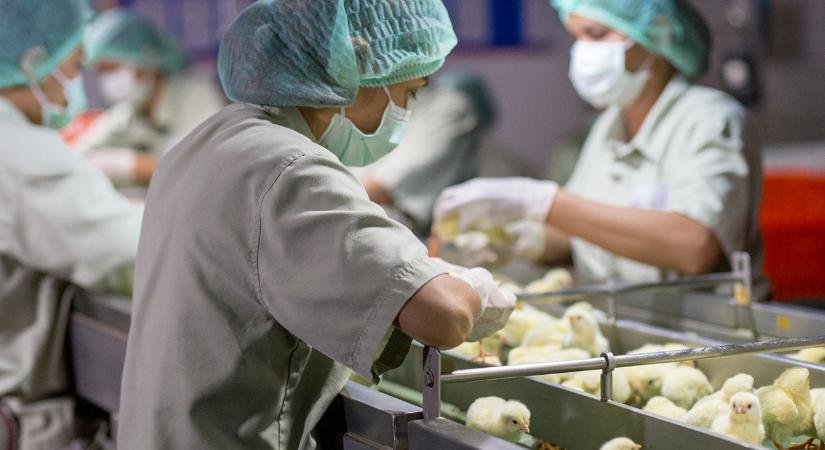 Antibiotikumok: globális veszély a túlhasználat miatt