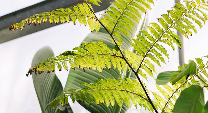 Ebbe a helyiségbe tegye a páfrányt, ha hullatni kezdi a leveleit ősszel