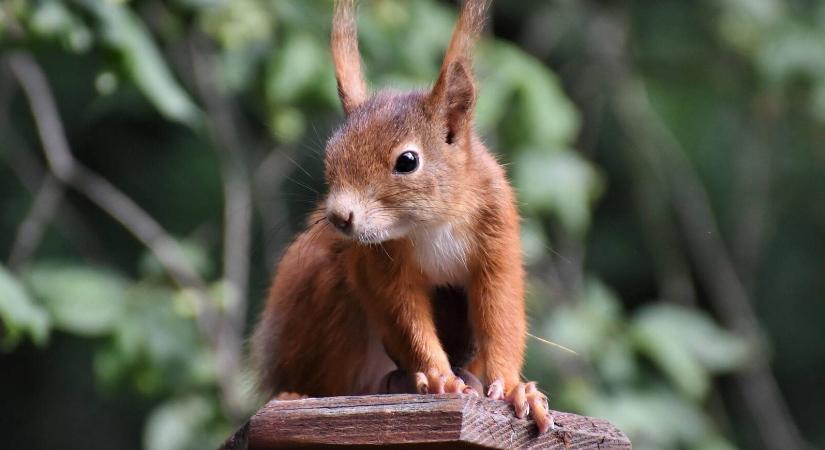 Ezt SOHA ne adja a mókusoknak – életveszélyes számukra!