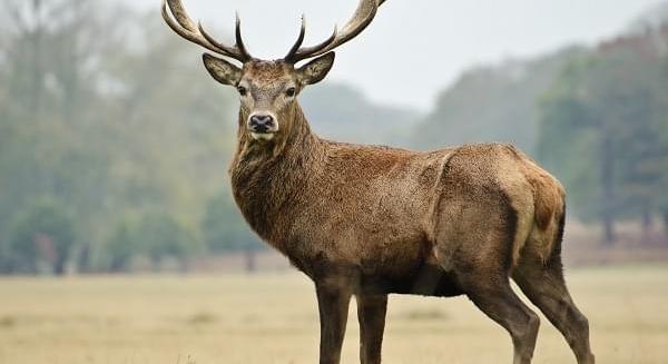 Elindult az idei #vadateszem kampány