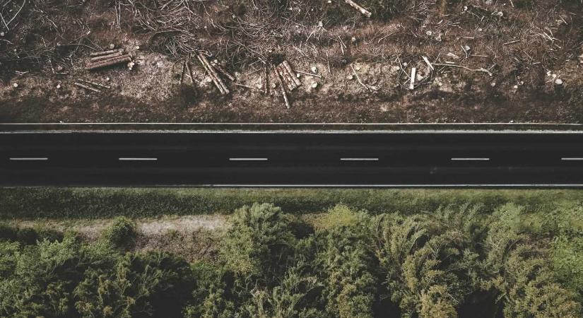 A kakaó-, kávé- és húsfogyasztásunk percenként 100 fa kivágásához vezet