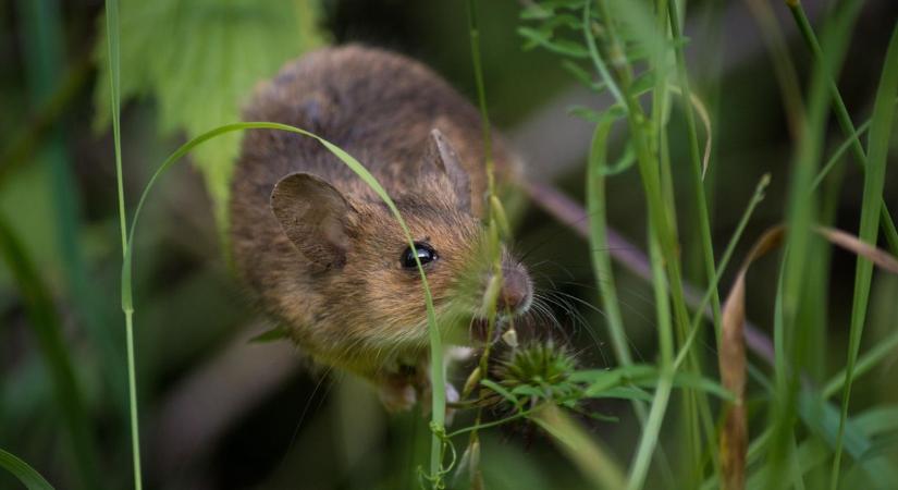 Rágcsáló elleni védelem kertben tél előtt – humánus és hatékony megoldások
