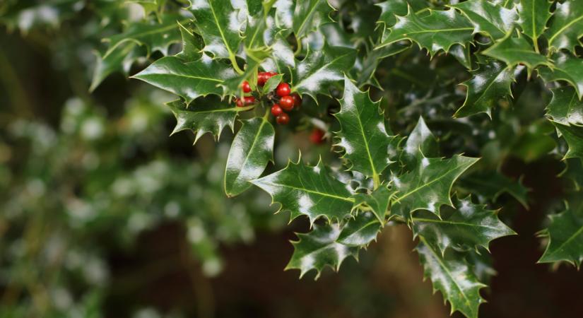 Különleges baktériumokat találtak a magyar tudósok: ettől leesik az állad