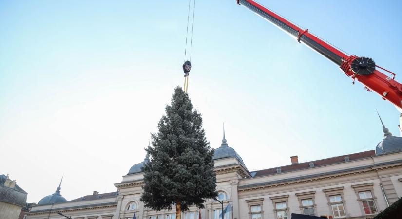 Egy udvarból a főtérre: felállították Szolnok idei karácsonyfáját – galériával