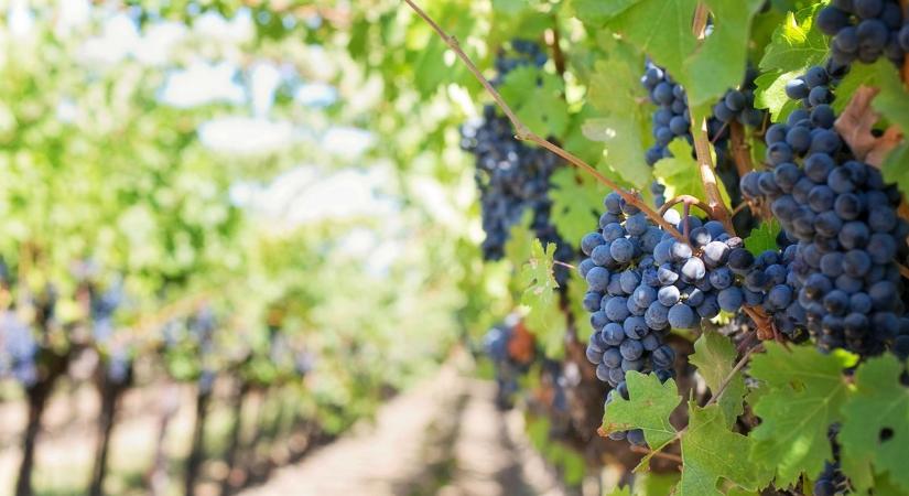 Balatonfüredi borvidék: bor, táj és kultúra egyesül az EU-elismerésben!