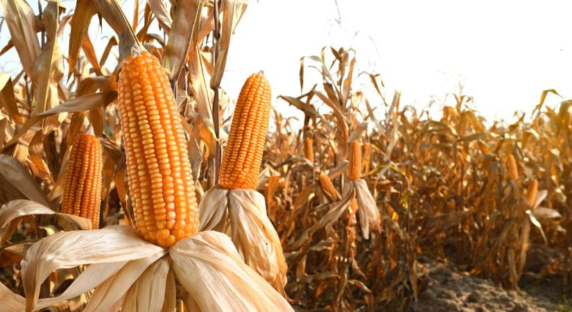 Kukoricaexport: súlyos versenyhátrányban Magyarország