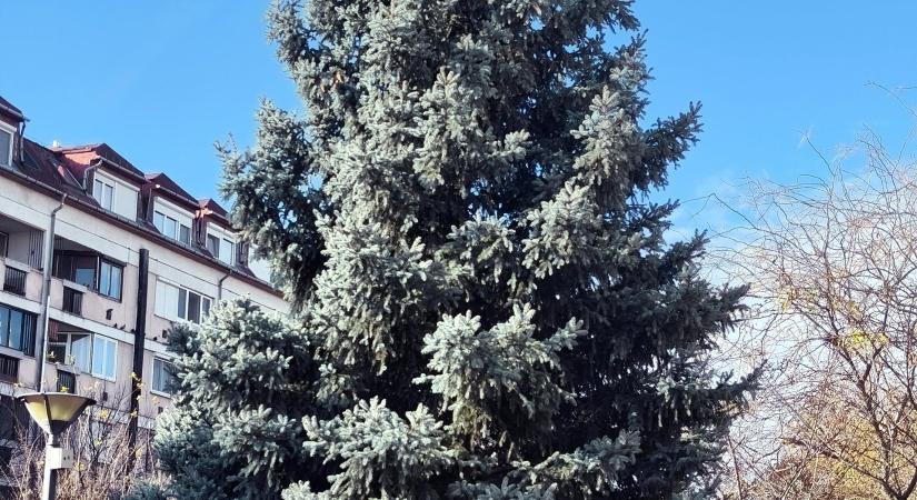 Szolnok ismét ünnepi fénybe borul: megérkezett a város karácsonyfája a Kossuth térre (videóval)