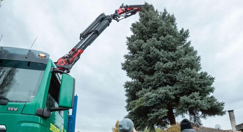 Idén is a Szecskónak köszönhetően jutott el Fehérvár karácsonyfája a Városház térre