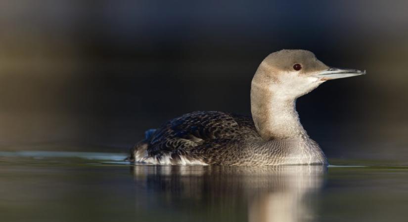 Ritka madárfajt sikerült megmenteni Pest vármegyében