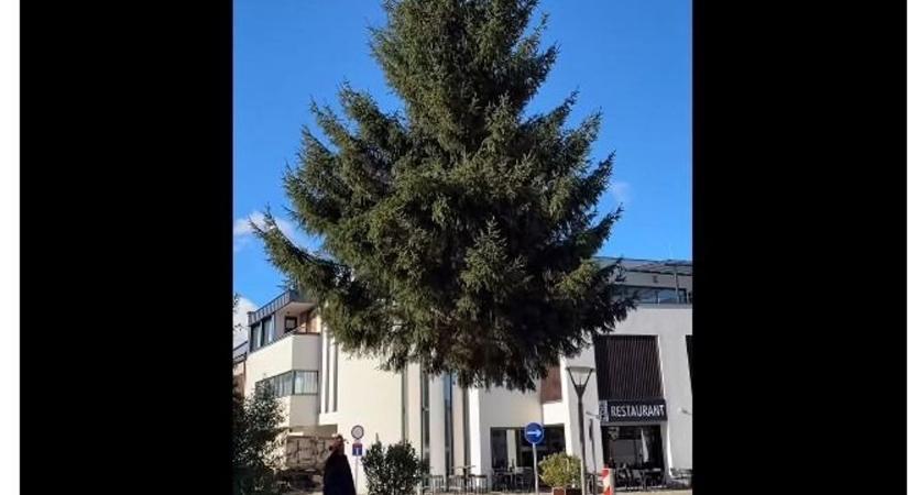 Felállították Sárváron is a karácsonyfát