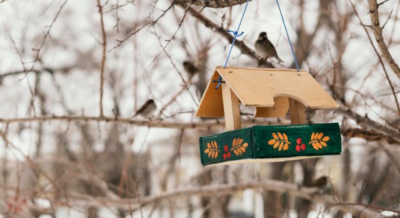 Közösségi madáretető készítésére hívják a Schmidt-lakótelep lakóit