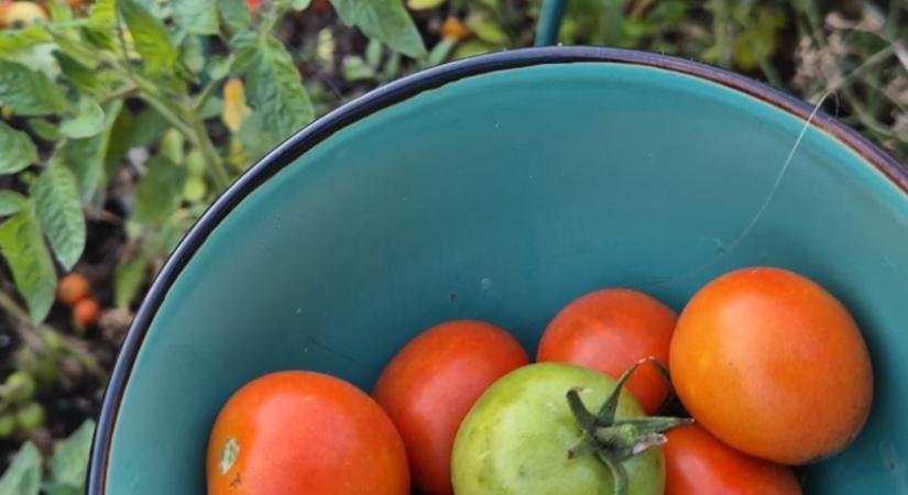 Saját paradicsom novemberben? Mutatjuk, mit kell tenned