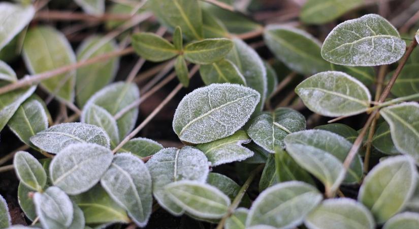 Fagyvédő takaró használata – mikor, melyik anyag a legjobb?