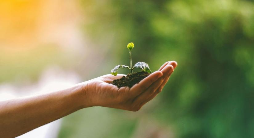 Balatonfüred ősszel is zöldül: lakossági faültetés és emlékfák