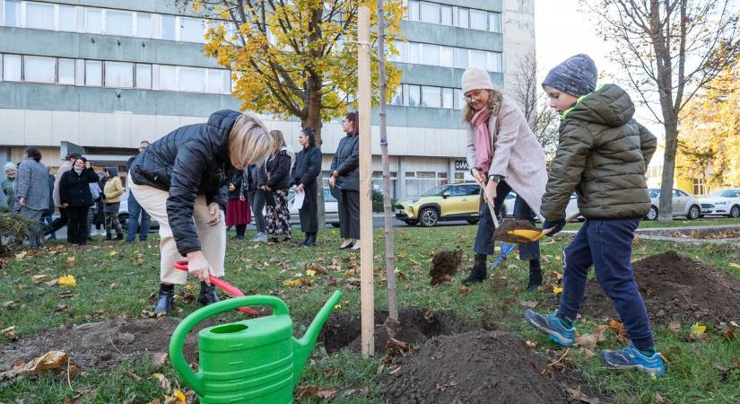 Pár évtized és saját árnyékot ad: faültetés a leánykollégiumnál (galéria)