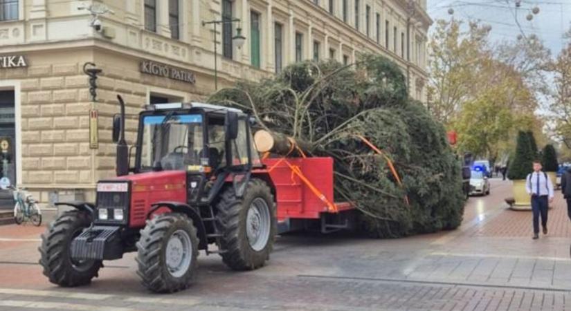 Erdélyből indult, most Szeged dísze lett: megérkezett a város karácsonyfája a Klauzál térre