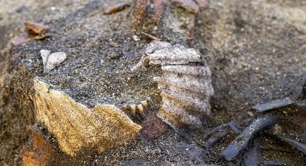 Különös viking sír Norvégiában