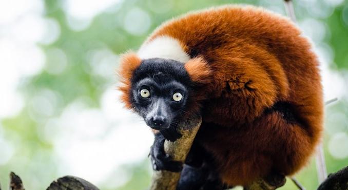 Izgalmas állatos kvíz: tudjátok, hogy mi a csupasz földikutyák legfurcsább tulajdonsága?