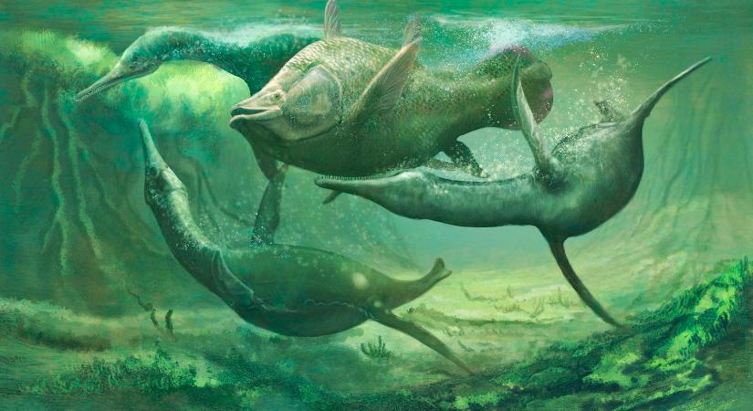 400 millió éves fenevaddal találkozott egy búvár a tenger mélyén, még dinoszauruszokkal is találkozott ez a faj, őket is túlélte