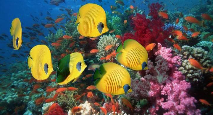 Elképesztően okos vagy, ha rájössz, milyen hosszú a hal