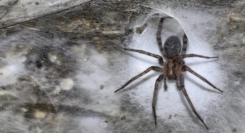 111 ezer pók szövi itt a világ legnagyobb pókhálóját, koromsötétben – videó