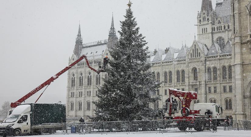 Kiválasztották az ország karácsonyfáját, a Nyírségből érkezik Budapestre