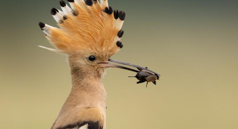 Bejelentették az év természetfotósa pályázat nyerteseit
