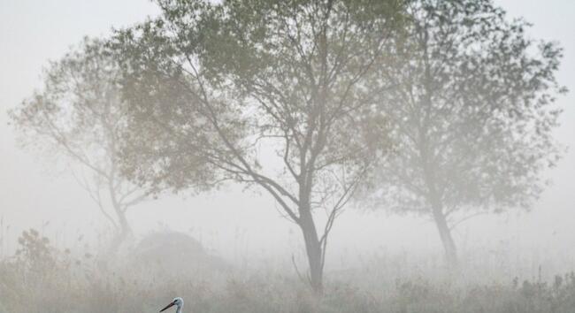 Téljósló november 19-e - Az előrejelzésből kiderül, Erzsébet megrázza-e pendelyét, fehér lesz-e karácsony
