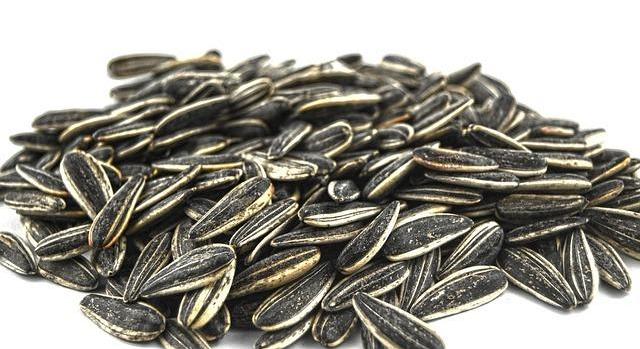 12 százalékkal nőtt az ipari napraforgómag ára egy év alatt