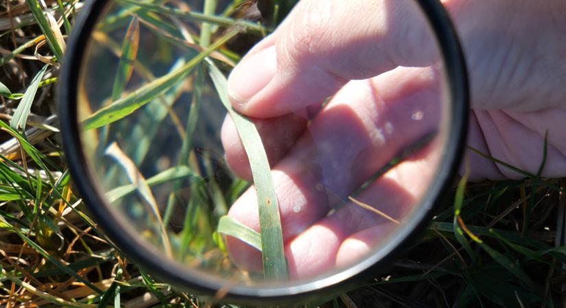 Ezért fontos a rezisztenciára figyelni fajtaválasztás során