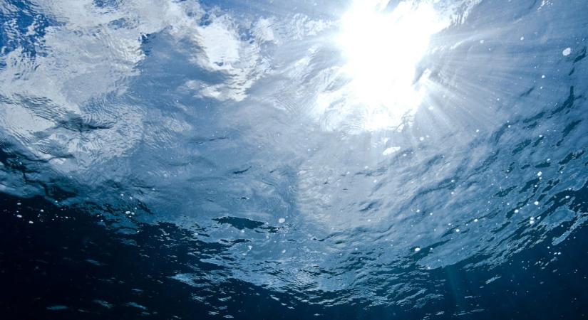 Először látták élve a ritka tengeri állatfajt