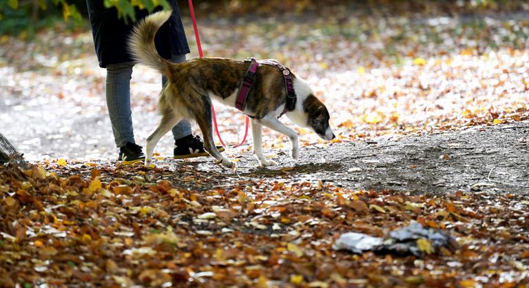 Napos, száraz időre számíthatunk, fokozatosan feloszlik a köd