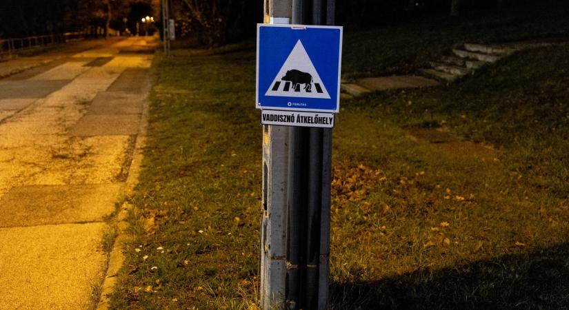 „Abszurd, hogy mázsás vadállatok grasszálnak csapatban a budai utcákon”