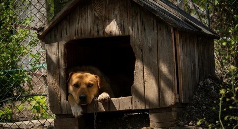 Így téliesítsd a kutyaházat, hogy ne fázzon a kedvenced